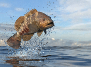 How to Book the Best Grouper Fishing Charter in Los Sueños?