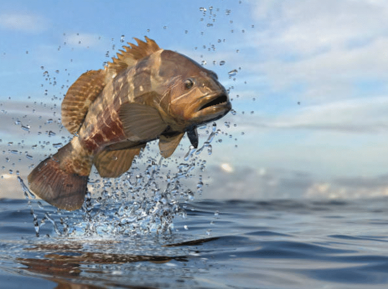 How to Book the Best Grouper Fishing Charter in Los Sueños?
