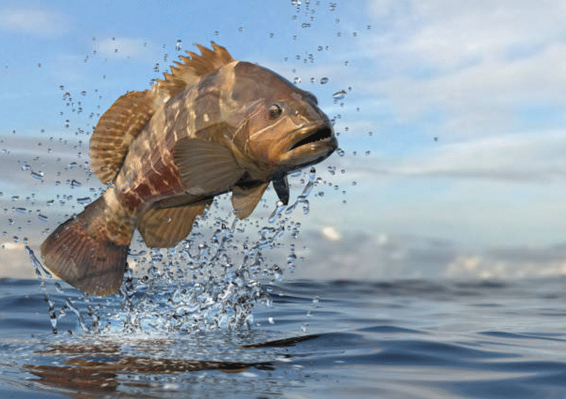 How to Book the Best Grouper Fishing Charter in Los Sueños?